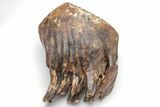 Woolly Mammoth Upper M Molar - Poland #207332-3